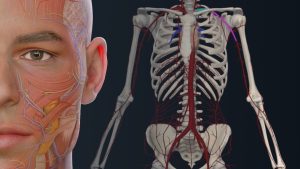 Complete Anatomy 11.2 Crack + License Key Free Download